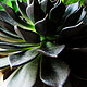#热征#植物园#我种了一棵好大的黑王子！超简单的十余种阳台种花心得分享