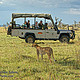 肯尼亚自然旅行攻略