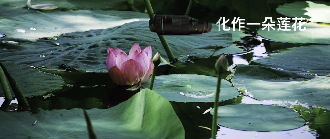 长文多图！富士apsc微单的2000以下二手镜头选择指南，附优质评测