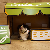 猫奴种草记：把家变成真实版猫咪后院—猫咪咖啡馆 开箱