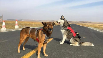 【带狗自驾】自驾出行必备清单！ 篇一：从南京到内蒙古，八天六只狗的奇行记！