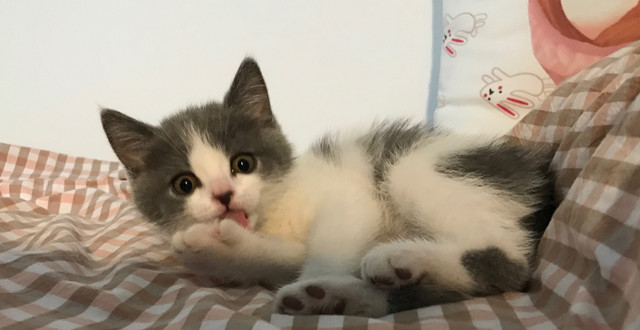 #原创新人# 我不是猫，你才是，愚蠢的人类