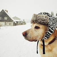 雪橇犬们，堆个雪人来约会吧！ 冬季赏雪大盘点