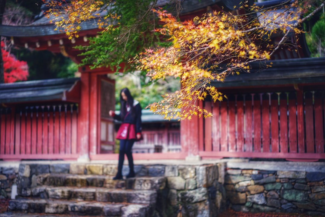 京都：圆光寺，京都御院，伏见稻荷