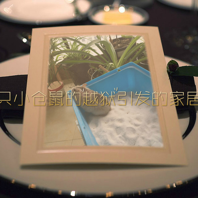 由一只小仓鼠的\"越狱\"引发的家居清洁