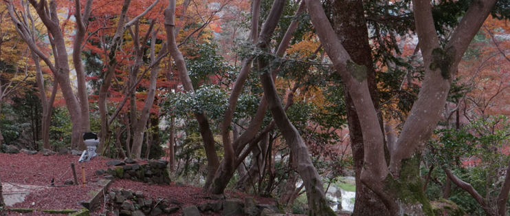 日本比睿山旅游攻略 日本比睿山在哪 什么值得买