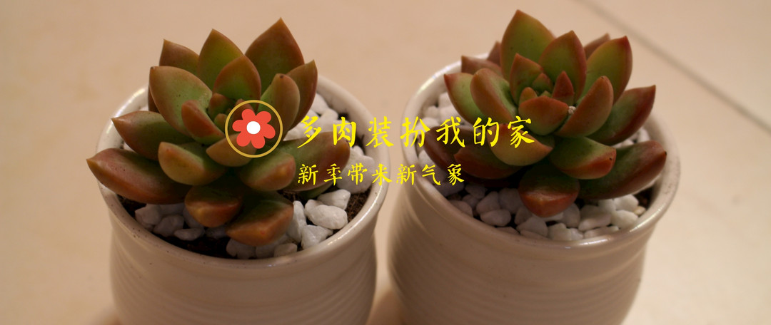 好价入手HONGZHIYUN 虹之韵 花架 开箱和使用体会