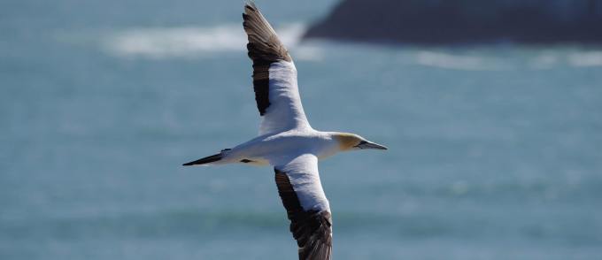 “欣然”换代升级：PENTAX 宾得 发布 K-1 Mark II 全画幅单反相机