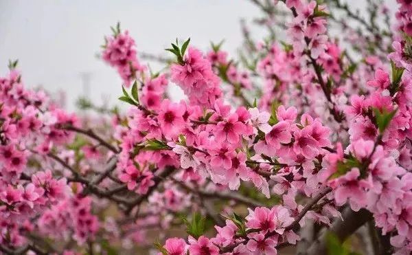 值言值语51期：进入赏花模式！上海桃花节本周五开幕
