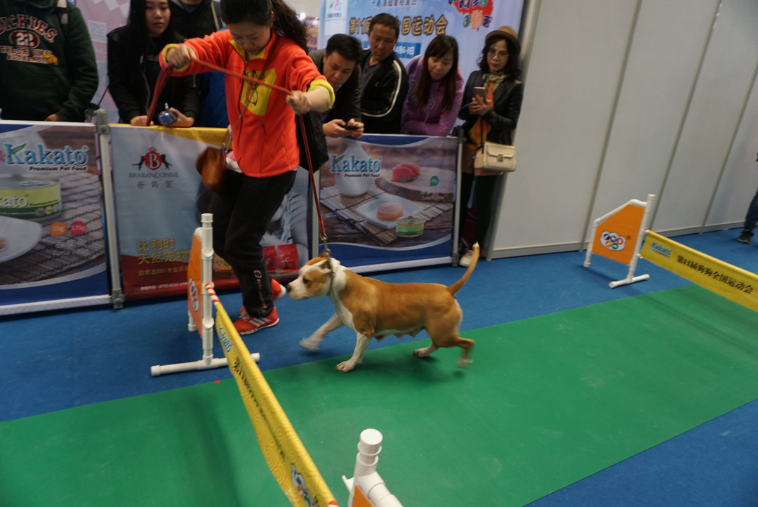 宠物乐园：2018上海国际宠物文化节