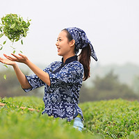 春风十里，不如喝茶与你！（聊聊春茶哪些事儿&绿茶姿势涨一下？）