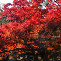 日本关西枫叶季旅游贴士