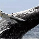 观鲸季来了?去澳洲观鲸最实用的观鲸指南！