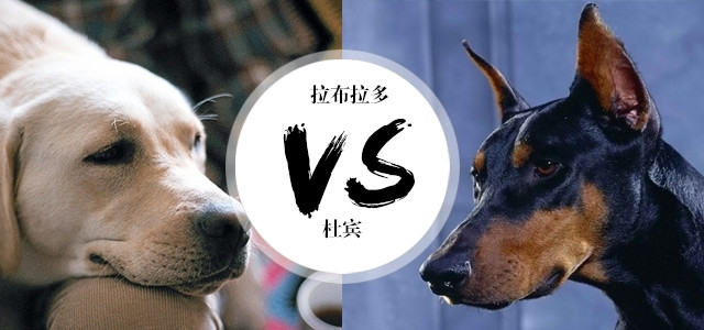 家有拉布拉多和杜宾，我还能活得很好是怎么肥四？