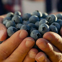 蓝莓压片糖果，不经意的选择