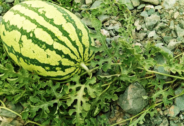 今年夏天全靠它续命！ 吃瓜群众必看消暑榜单！