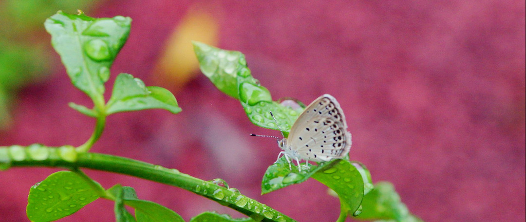 老骥伏枥 美能达 75-300mm试拍