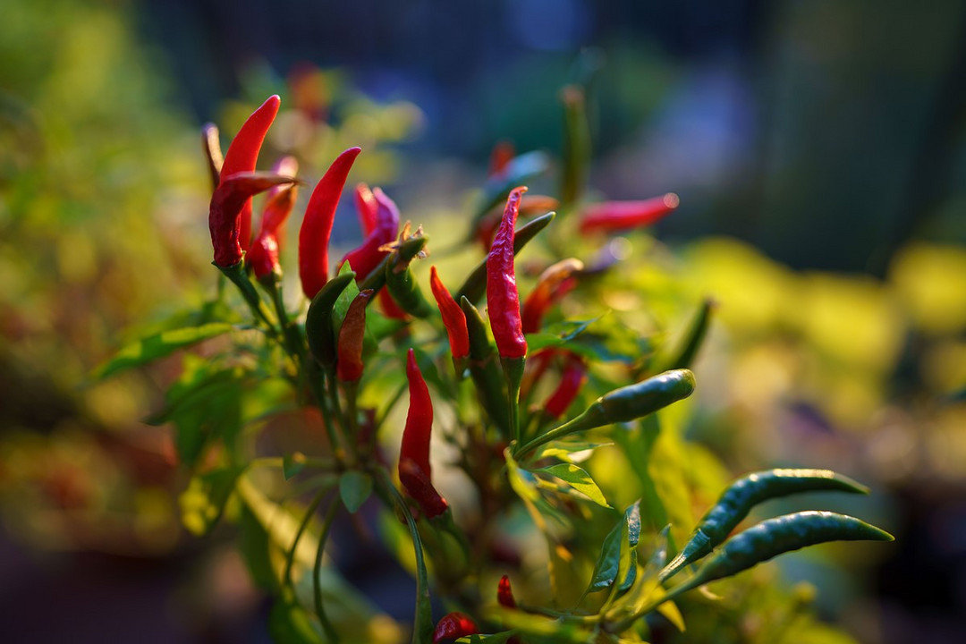 同级别重量无敌手，SONY 索尼正式发布FE 24mm F1.4 G大师镜头