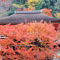 旅游 篇二：记录我的日本红叶之旅
