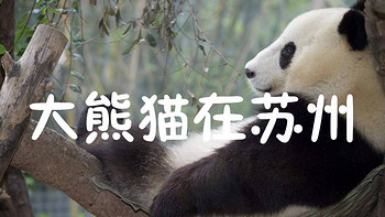 每日一景点 篇一百零六：你知道苏州也有大熊猫吗？迷晕“歪果仁”的萌物在苏州也能看到！ 