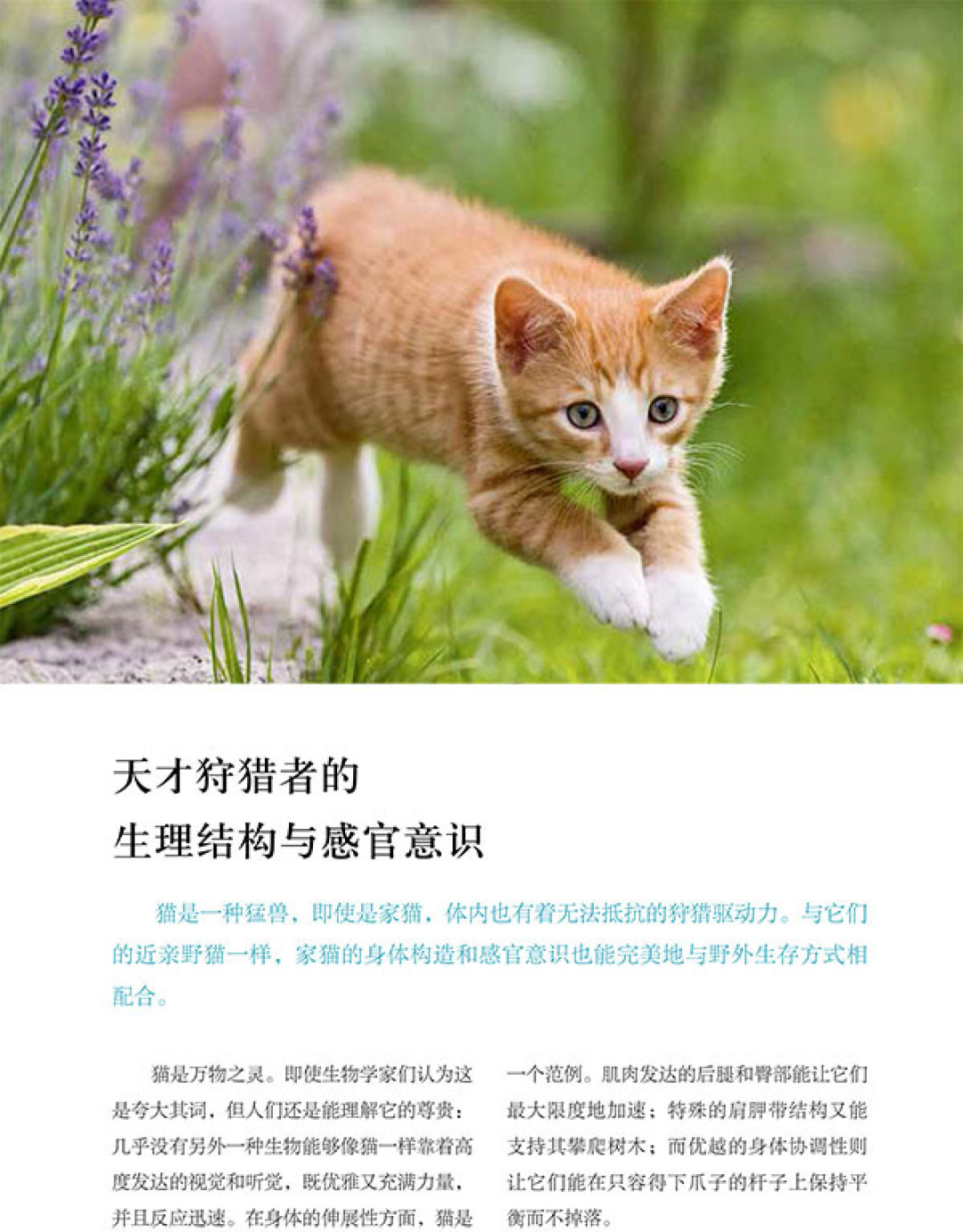 伺候主子的自我修养:7本猫书让你做个合格的铲屎官