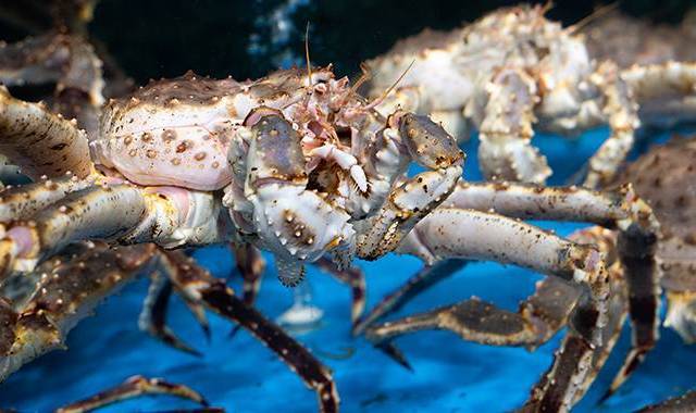 在“水族馆”里吃海鲜是一种怎么样的体验？
