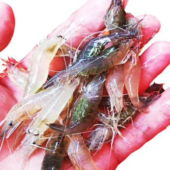 25种虾评测：虾类双11购买攻略富山虾 红魔虾 蓝虾 龙虾 斯干比 甜虾