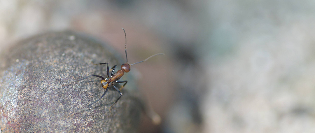 以带娃认识昆虫为名——尼科巴弓背蚁饲养一年记录一