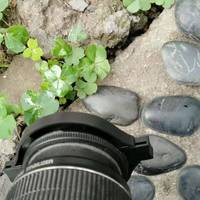 佳能狗头重新焕发光彩，雷诺士微距镜头开箱测试