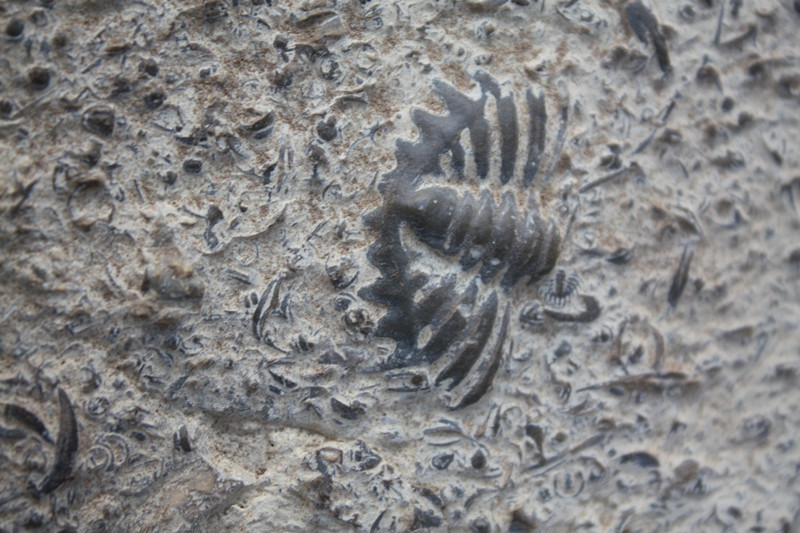 三叶虫古生物化石——迟来的奇葩物晒单