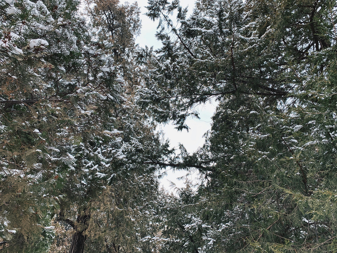 不用单反也能拍出好看的雪景 手机雪景拍摄入门技巧分享