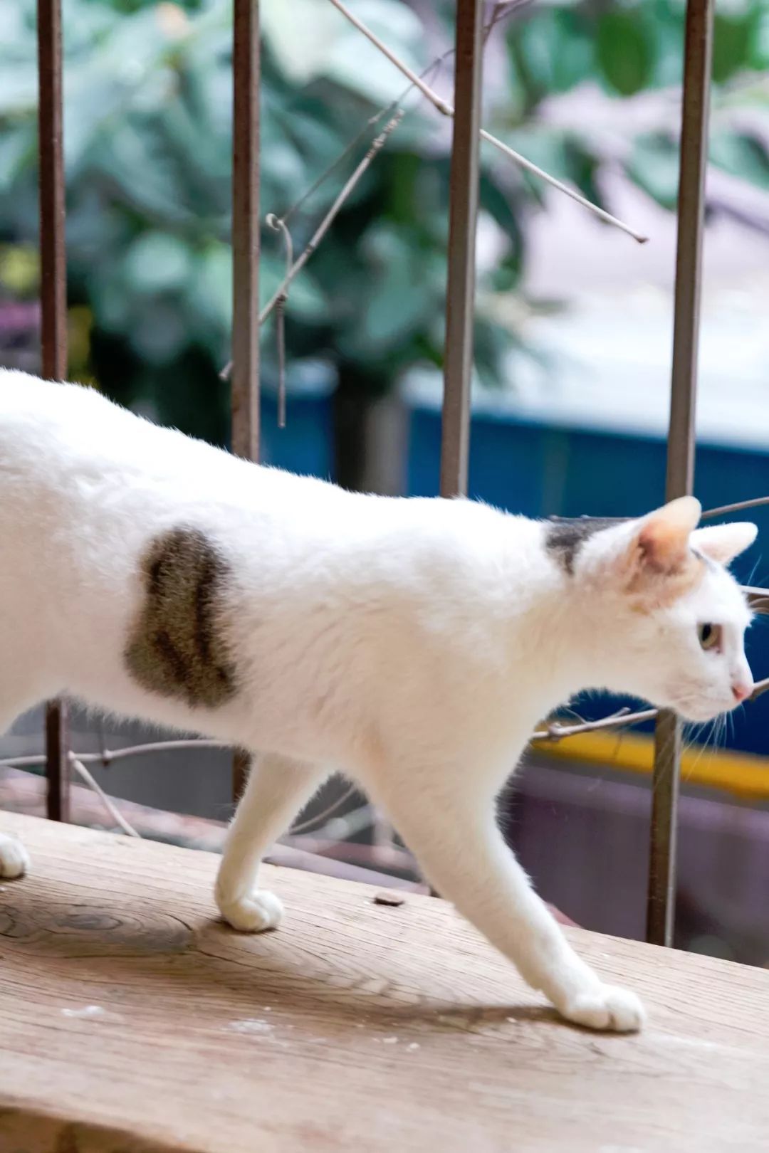 一个特别的猫咖，猫与美食都不可辜负