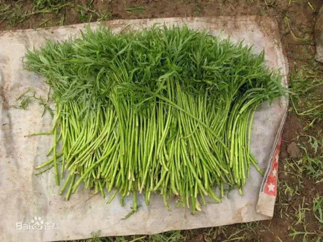 舌尖上的春光:19种野菜上餐桌,你吃过几个