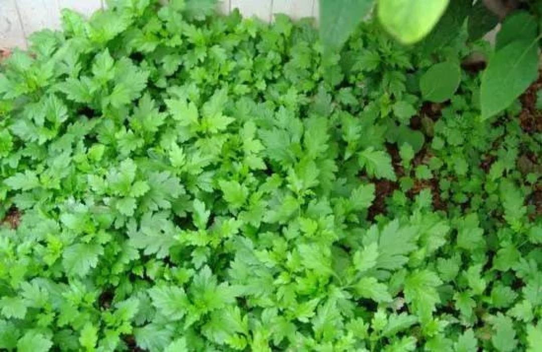 舌尖上的春光:19种野菜上餐桌,你吃过几个