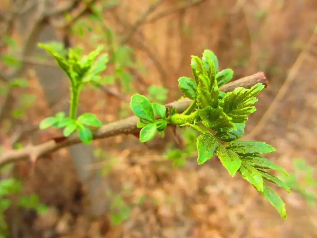 舌尖上的春光:19种野菜上餐桌,你吃过几个