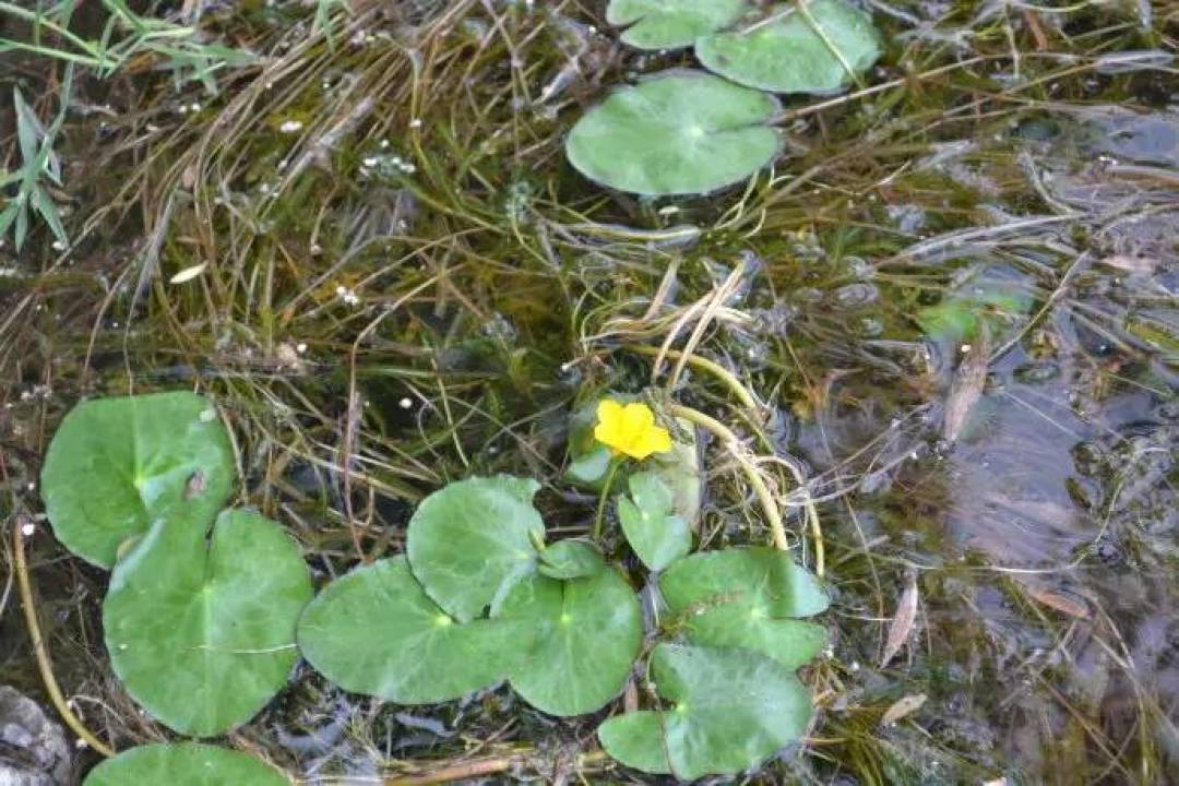 舌尖上的春光:19种野菜上餐桌,你吃过几个