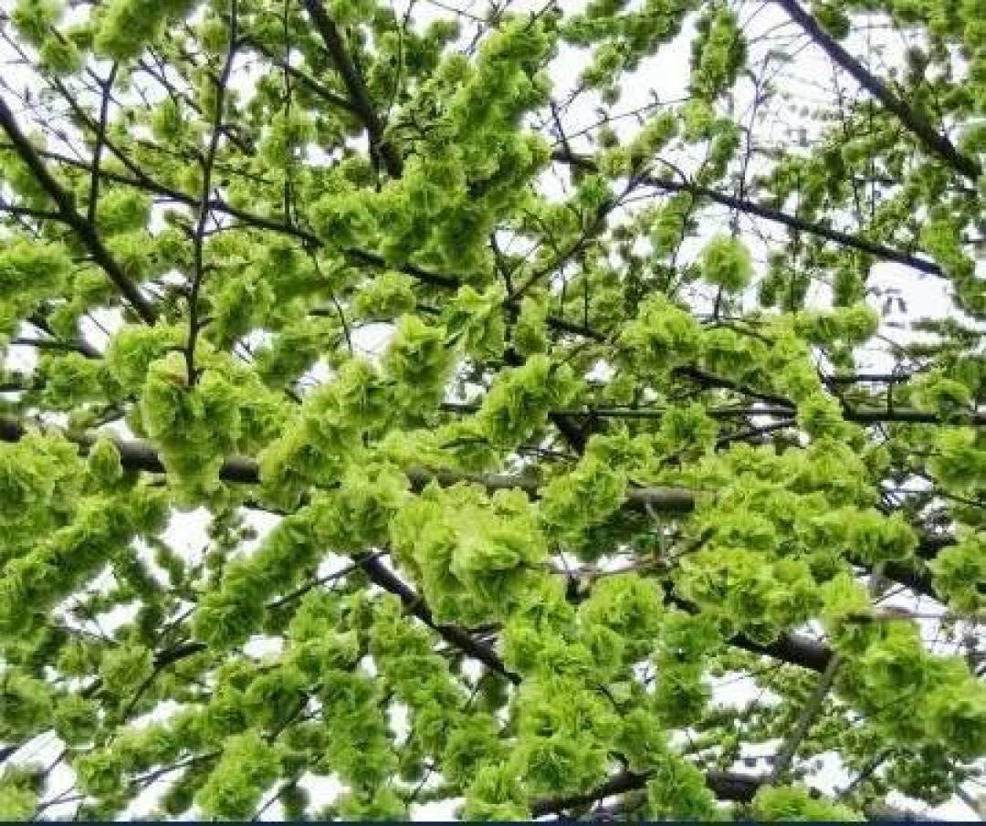 舌尖上的春光:19种野菜上餐桌,你吃过几个