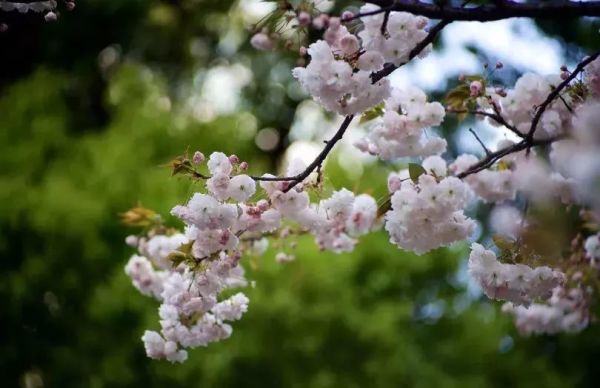 一座颇具唐宋风的竹木民宿，占地3000㎡！莫干西楼度假酒店1晚套餐