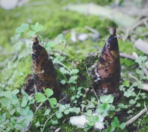 一座颇具唐宋风的竹木民宿，占地3000㎡！莫干西楼度假酒店1晚套餐