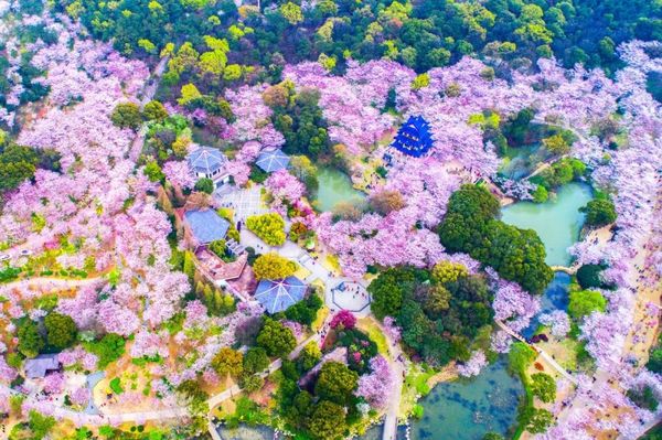 背靠鼋头渚樱花海，畅游动物园探险之旅！无锡太湖新泽假日酒店1晚度假套餐