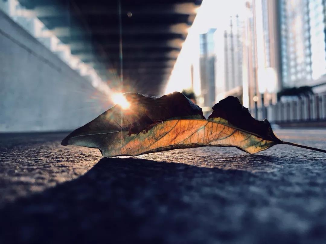 学会改变手机摄影角度的小技巧,让你的照片焕然一新