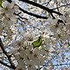 春季出游－3月樱花季武汉三日游后记（Day1）