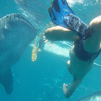 旅游攻略 篇三十六：菲律宾杜马盖地你要如何玩，第一次如何从这里去奥斯洛布看鲸鲨