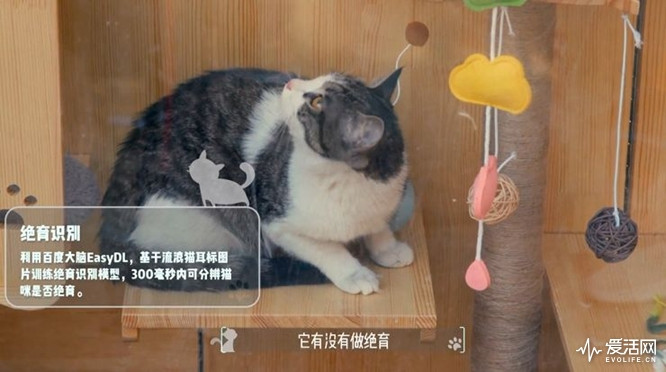 这是一份来自铲屎官的爱，百度工程师为流浪猫打造智能豪宅