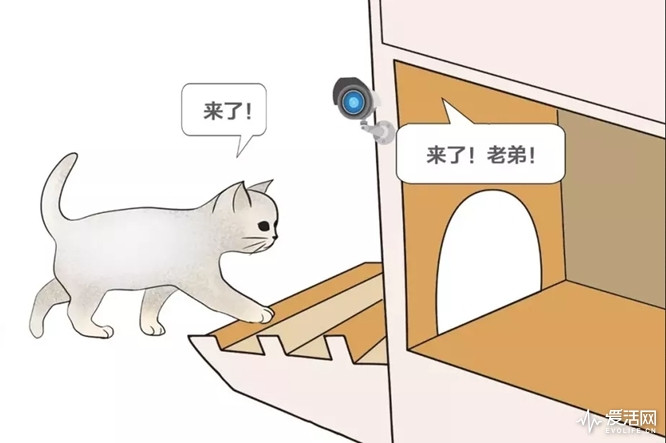 这是一份来自铲屎官的爱，百度工程师为流浪猫打造智能豪宅