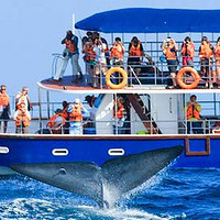 旅游攻略 篇五十一：在斯里兰卡美瑞莎如何追鲸，在当地你要如何预约观鲸船