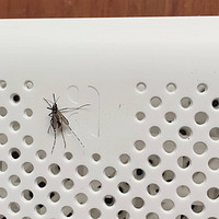 比驱蚊草好用，夏季防蚊隐形的屏障——紫米青荷防蚊网开箱