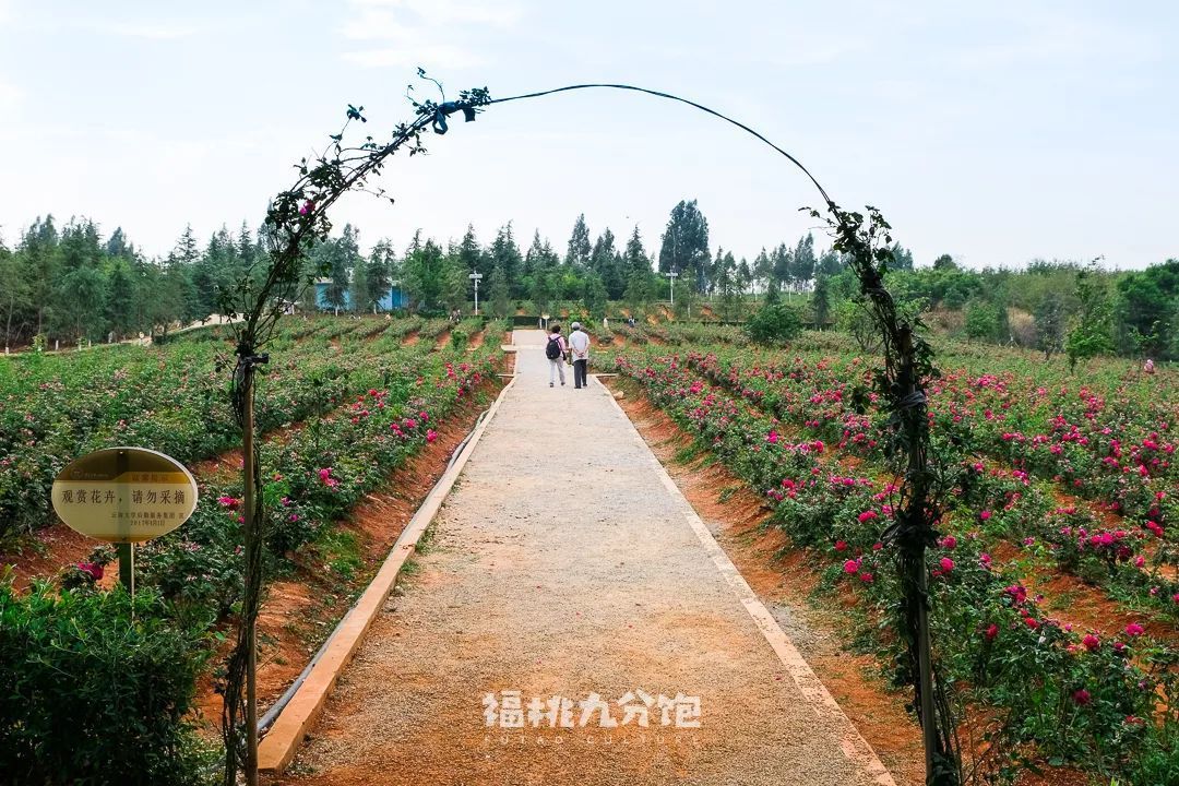 云南大学可不止有玫瑰花