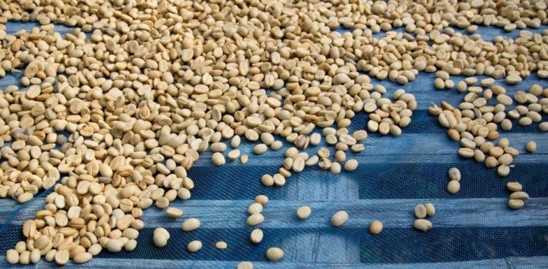 “非精品咖啡”一定都很差?不到80分的豆子都是烂掉的吗?