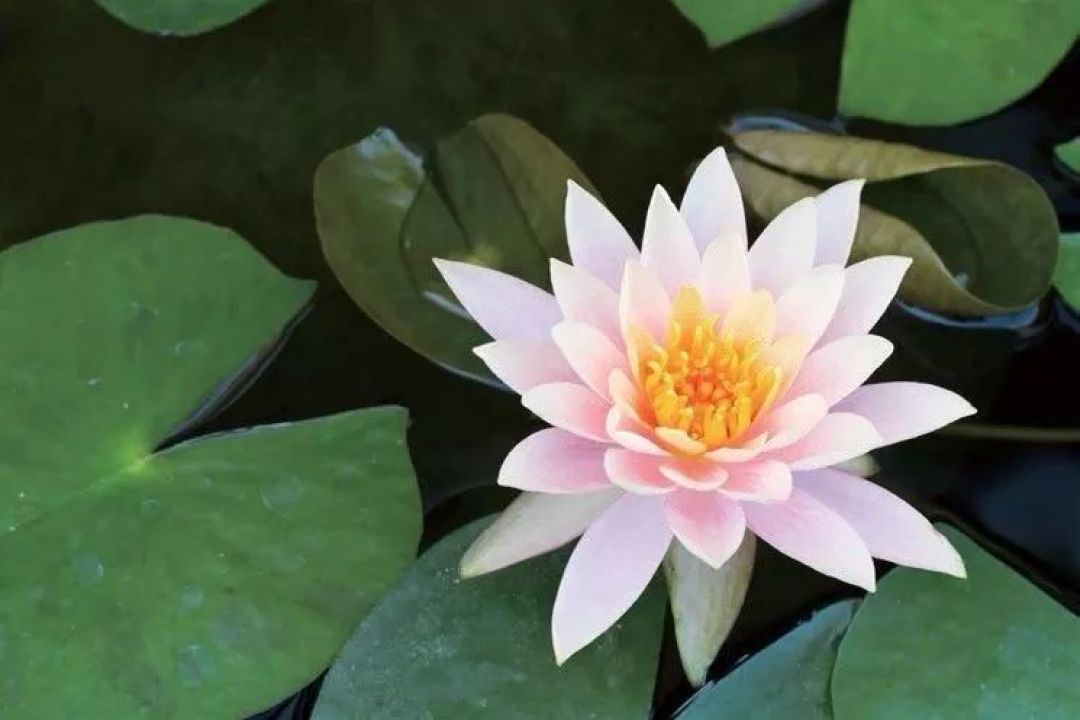 掌握这15种经典构图,你的拍照水准就能瞬间质变(上)